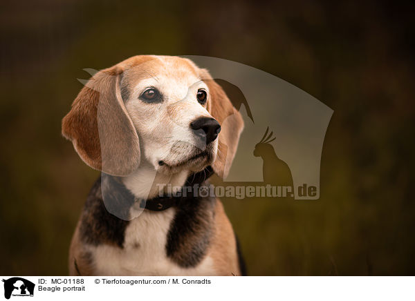 Beagle Portrait / Beagle portrait / MC-01188