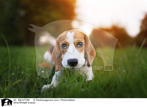liegender Beagle Welpe / lying Beagle puppy / BS-07786