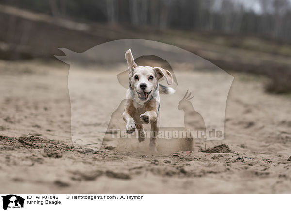 rennender Beagle / running Beagle / AH-01842