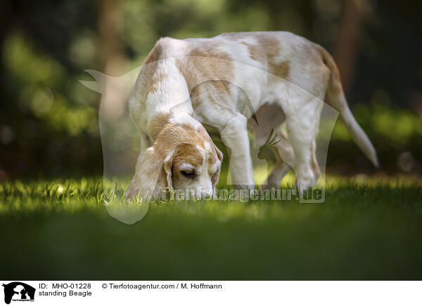 stehender Beagle / standing Beagle / MHO-01228