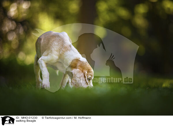 laufender Beagle / walking Beagle / MHO-01230