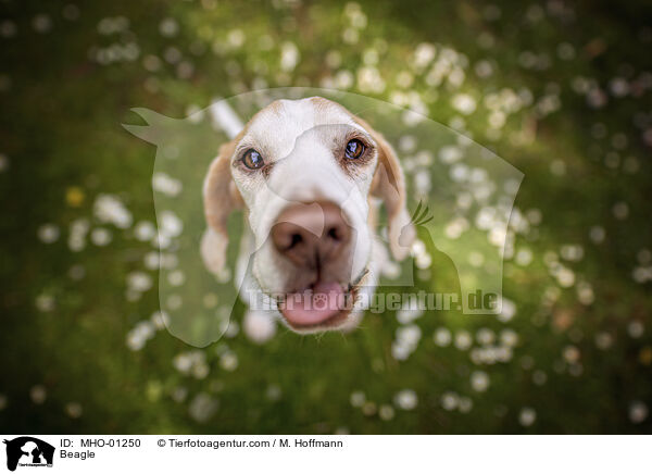 Beagle / Beagle / MHO-01250