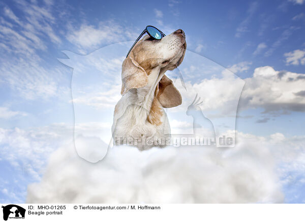 Beagle Portrait / Beagle portrait / MHO-01265