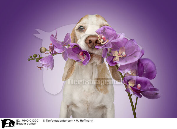 Beagle portrait / MHO-01300