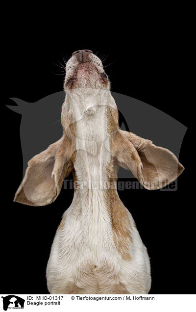 Beagle Portrait / Beagle portrait / MHO-01317