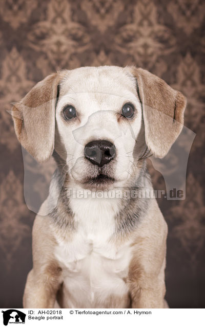 Beagle Portrait / Beagle portrait / AH-02018