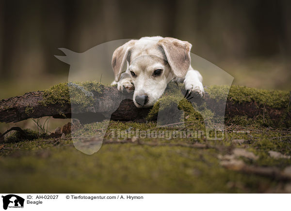 Beagle / Beagle / AH-02027