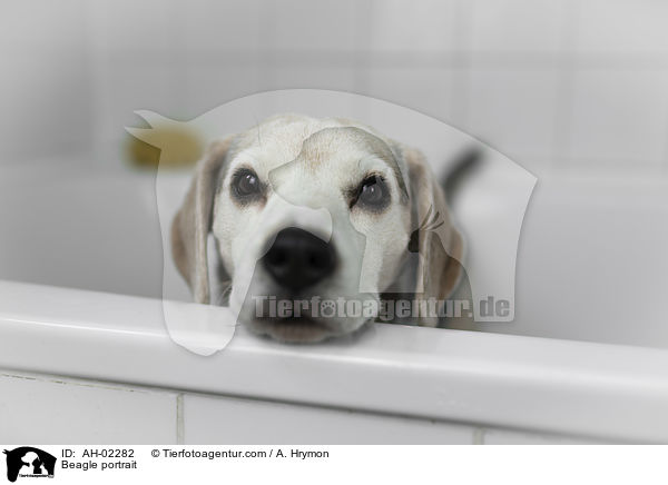 Beagle Portrait / Beagle portrait / AH-02282