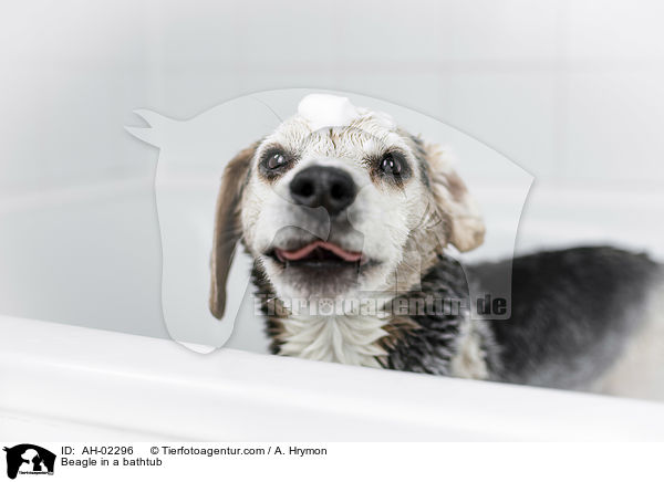 Beagle in einer Badewanne / Beagle in a bathtub / AH-02296