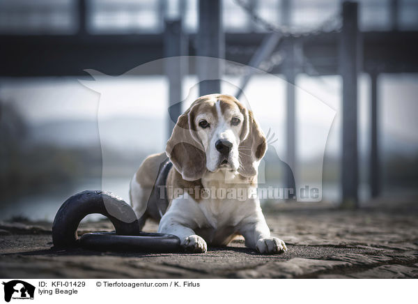 liegender Beagle / lying Beagle / KFI-01429
