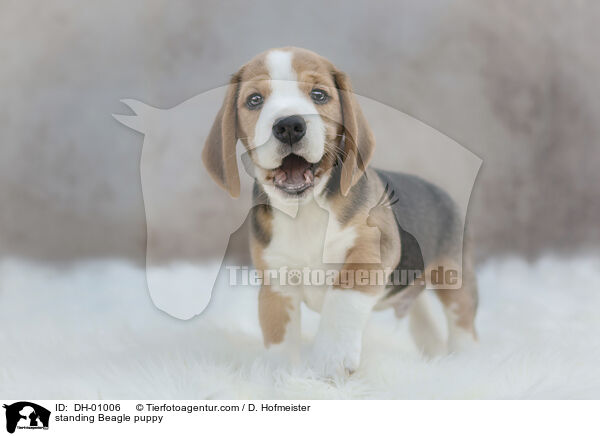 stehender Beagle Welpe / standing Beagle puppy / DH-01006