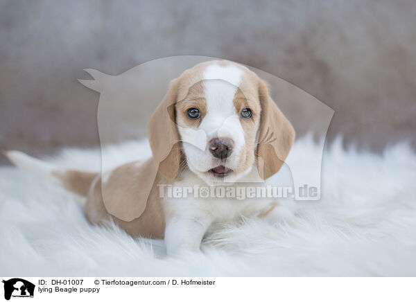 liegender Beagle Welpe / lying Beagle puppy / DH-01007