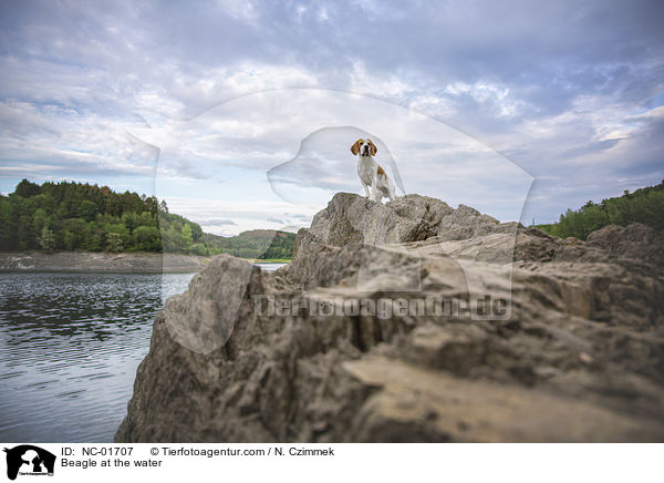 Beagle at the water / NC-01707