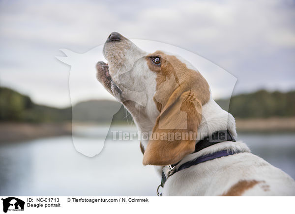 Beagle Portrait / Beagle portrait / NC-01713