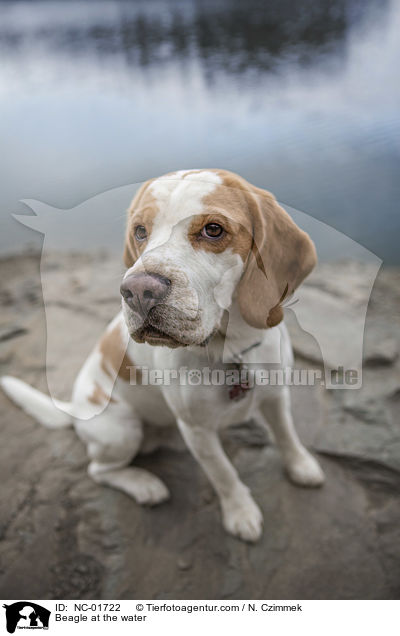 Beagle am Wasser / Beagle at the water / NC-01722