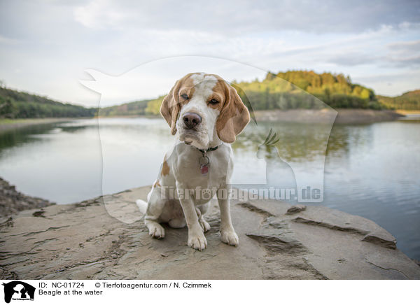Beagle am Wasser / Beagle at the water / NC-01724