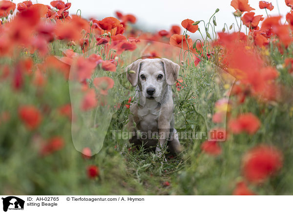 sitzender Beagle / sitting Beagle / AH-02765