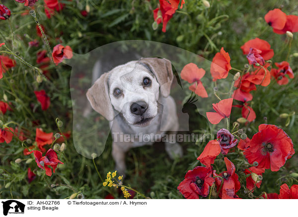 sitzender Beagle / sitting Beagle / AH-02766