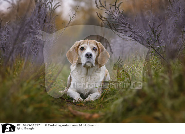 liegender Beagle / lying Beagle / MHO-01327