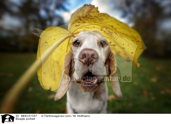 Beagle portrait / MHO-01347