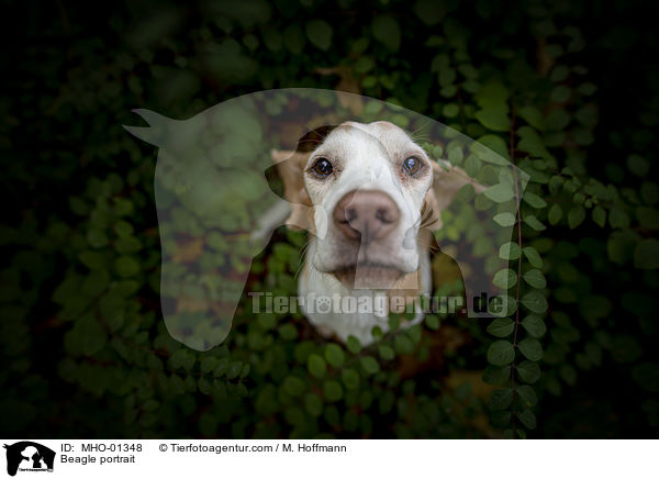 Beagle Portrait / Beagle portrait / MHO-01348