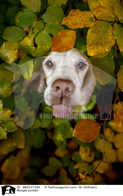 Beagle portrait / MHO-01354