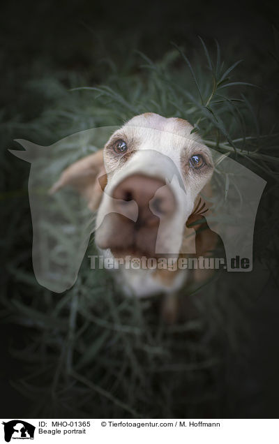 Beagle Portrait / Beagle portrait / MHO-01365