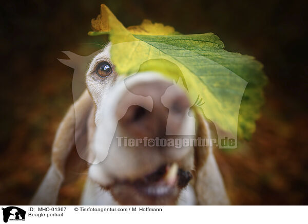 Beagle portrait / MHO-01367