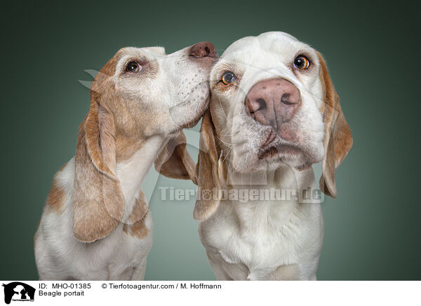 Beagle Portrait / Beagle portait / MHO-01385
