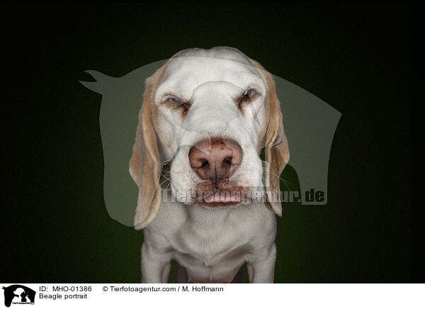 Beagle portrait / MHO-01386