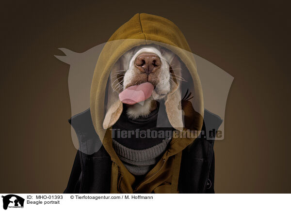 Beagle portrait / MHO-01393
