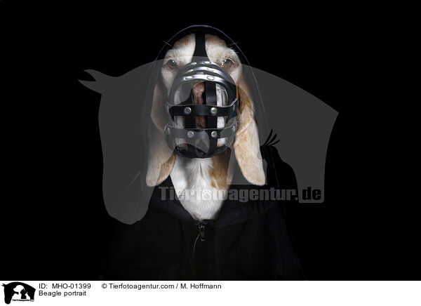 Beagle portrait / MHO-01399