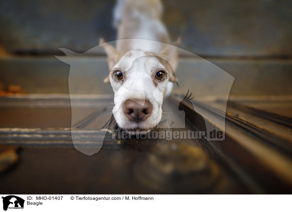 Beagle / Beagle / MHO-01407
