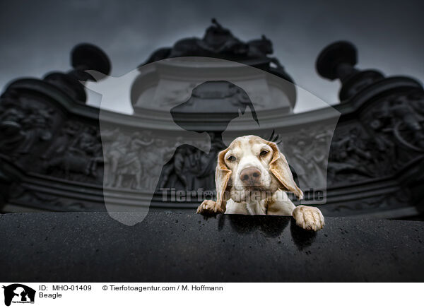 Beagle / Beagle / MHO-01409