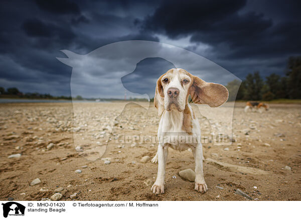 stehender Beagle / standing Beagle / MHO-01420