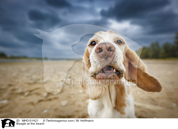 Beagle am Strand / Beagle at the beach / MHO-01421