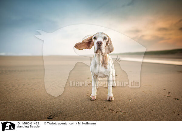 stehender Beagle / standing Beagle / MHO-01422
