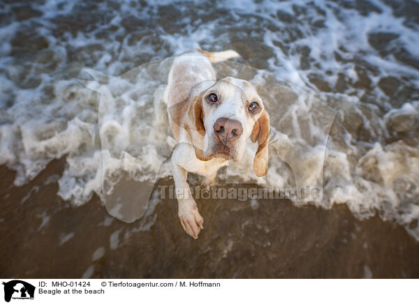 Beagle at the beach / MHO-01424