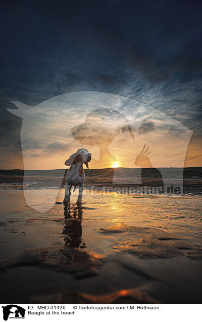 Beagle at the beach / MHO-01426