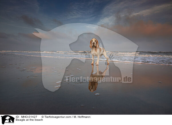 Beagle at the beach / MHO-01427