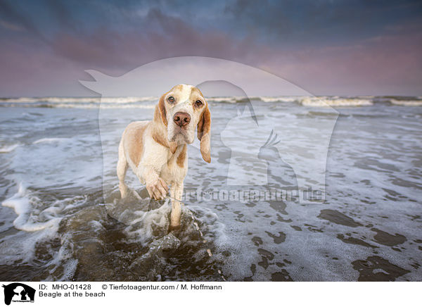 Beagle am Strand / Beagle at the beach / MHO-01428