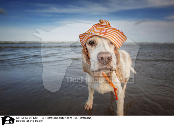 Beagle at the beach / MHO-01429