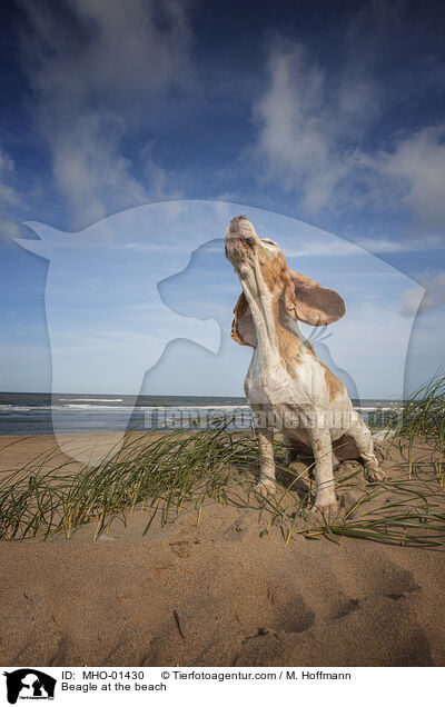 Beagle at the beach / MHO-01430