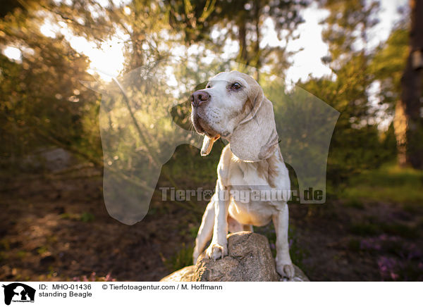 stehender Beagle / standing Beagle / MHO-01436
