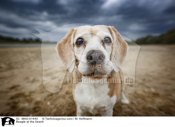 Beagle am Strand / Beagle at the beach / MHO-01440