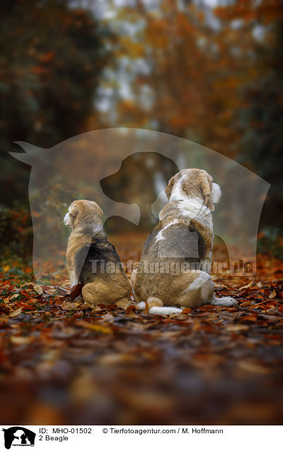 2 Beagle / 2 Beagle / MHO-01502