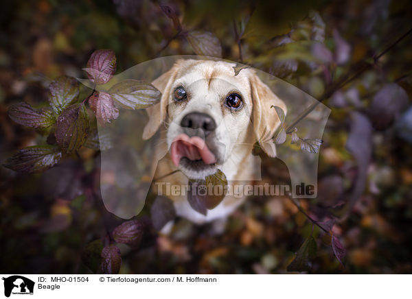 Beagle / Beagle / MHO-01504