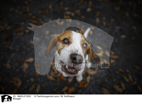 Beagle / Beagle / MHO-01509