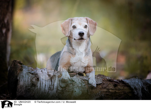 Beagle / Beagle / UM-02420