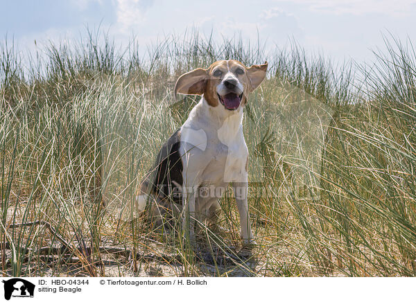 sitzender Beagle / sitting Beagle / HBO-04344